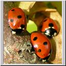 Coccinella septempunctata - Siebenpunkt 13.jpg